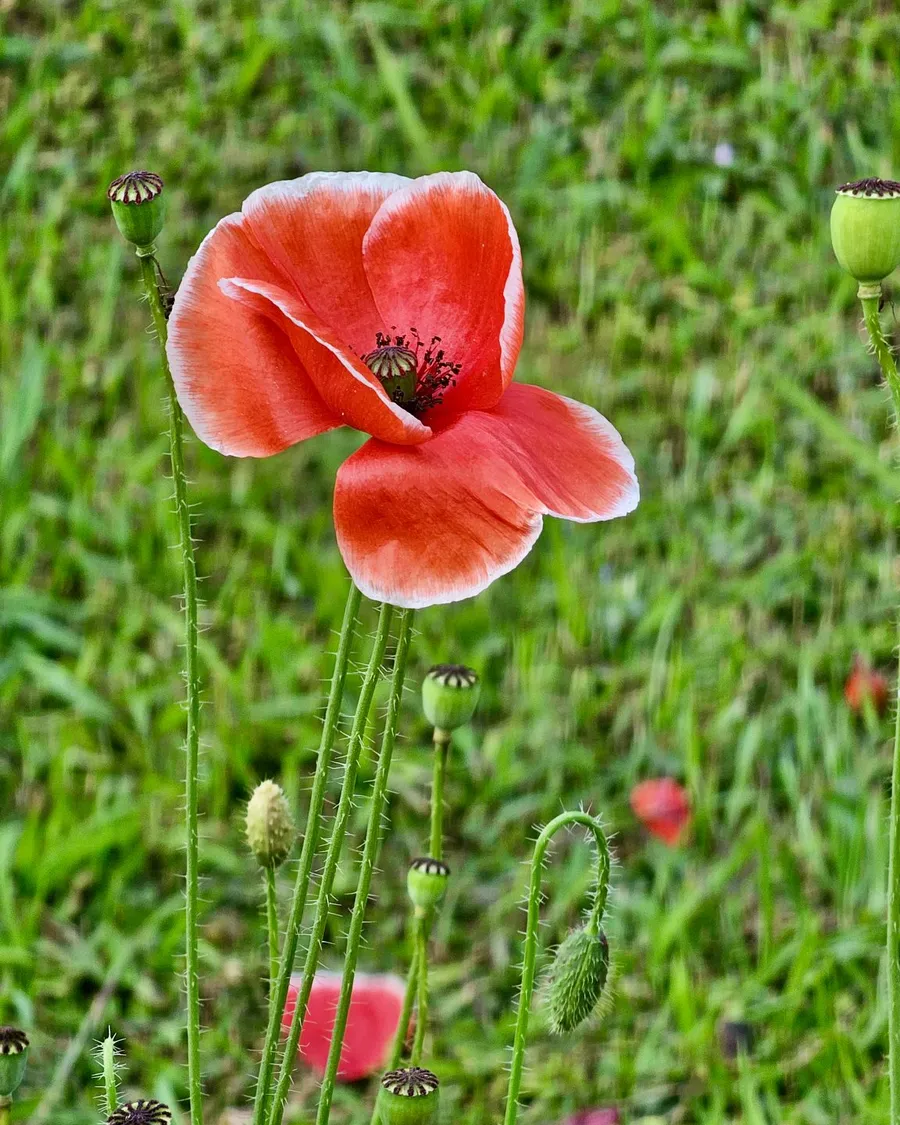 A coral-red poppy with pale petal edges stands among green stems and seed pods.