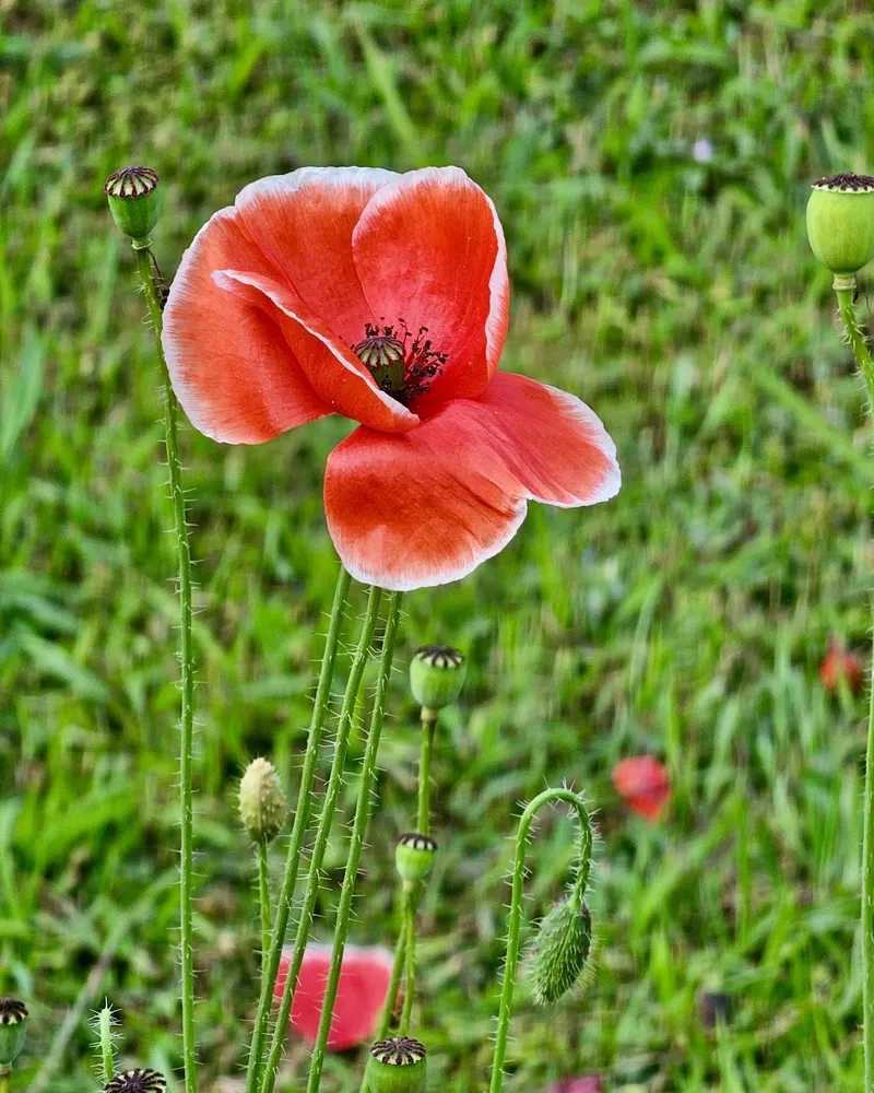 A coral-red poppy with pale petal edges stands among green stems and seed pods.
