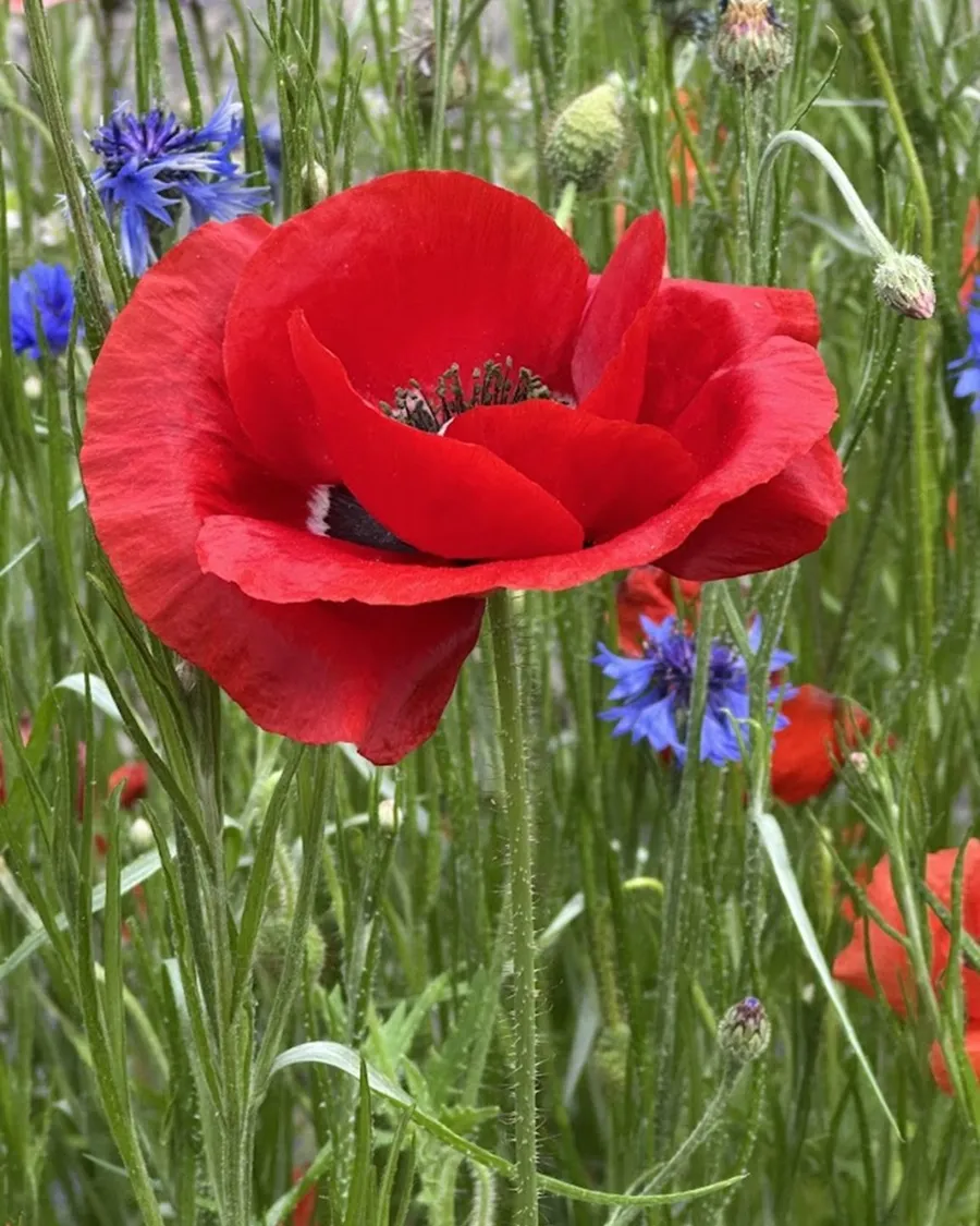 A red poppy blooms among blue cornflowers and tall green stems.