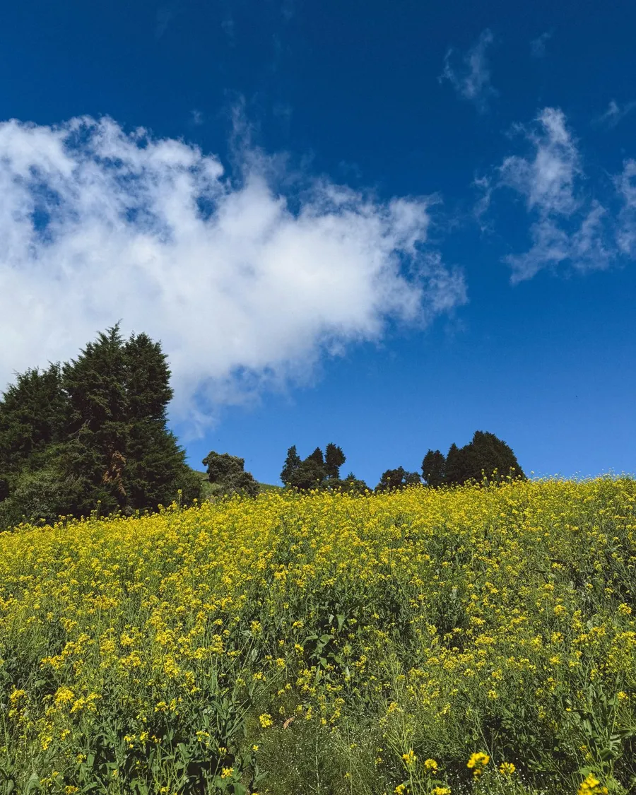 A hillside covered in small yellow flowers rises beneath trees and a blue sky.