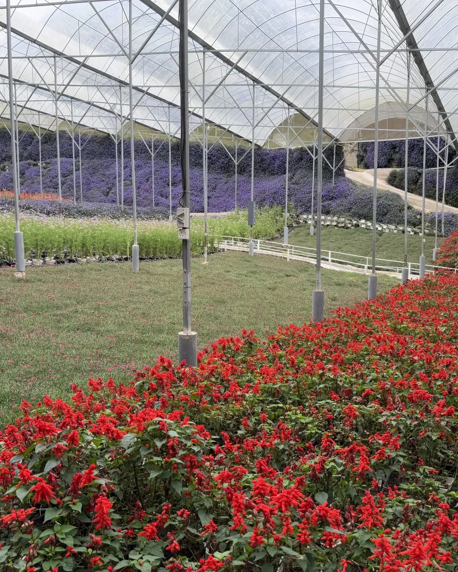 Beds of red and purple flowers fill a large covered greenhouse.