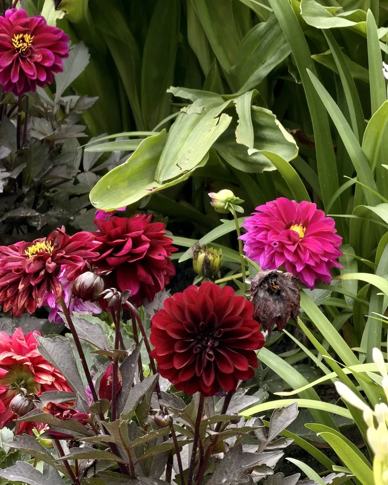 Deep red and magenta dahlias grow among broad green leaves.
