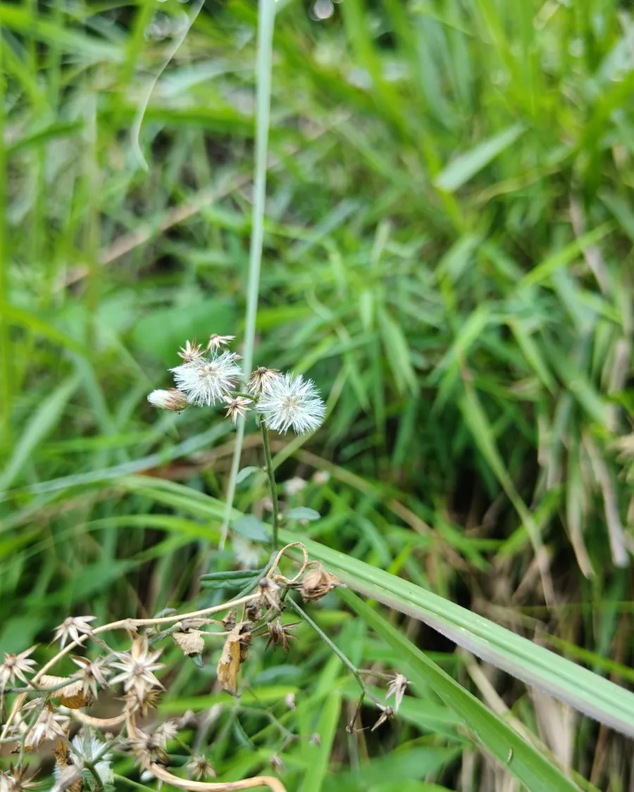 Small white seed heads stand among green grasses and dried stems.