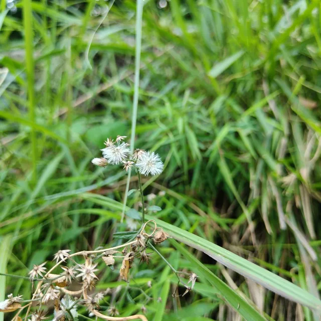 Small white seed heads stand among green grasses and dried stems.